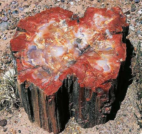 Rock, Geology, Tree, Tree stump, Trunk, Plant, Formation, 