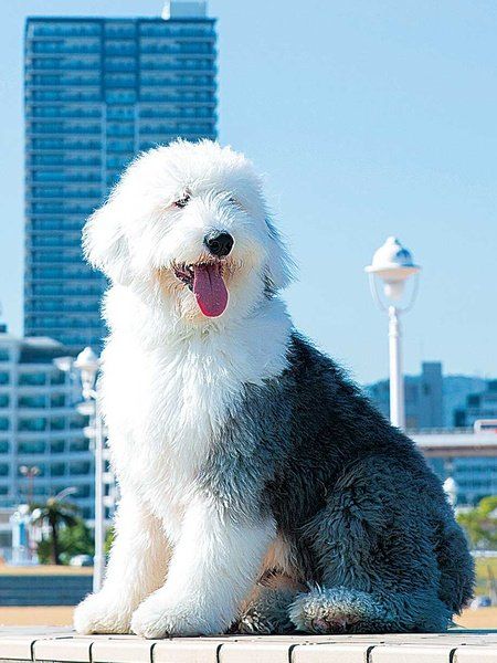 戌年到来 注目のエレdog振り返り 大型犬編