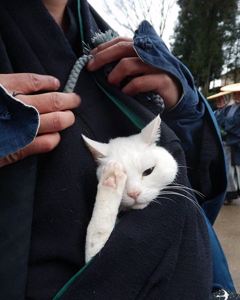 日本一の美猫 あなご が スター猫になるまでの知られざるストーリー