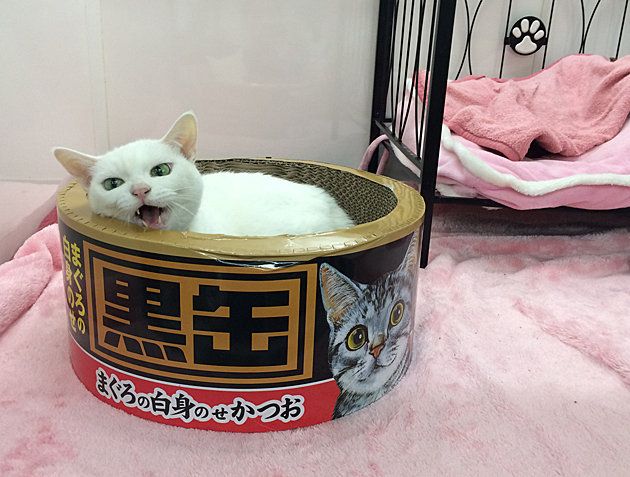 日本一の美猫 あなご が スター猫になるまでの知られざるストーリー