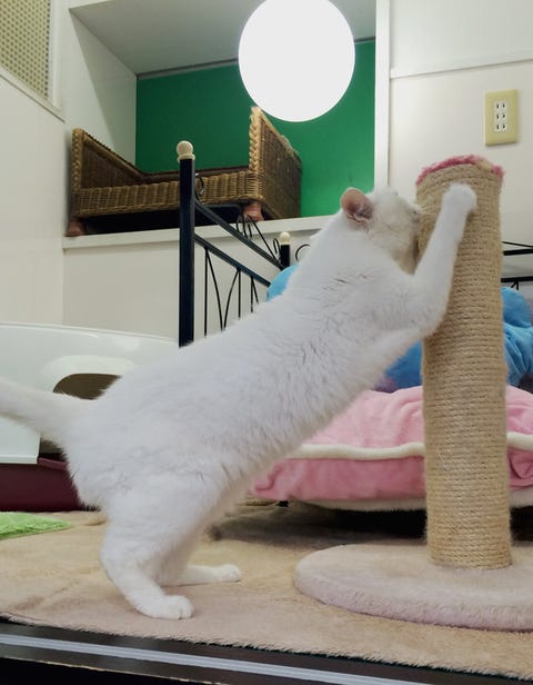 日本一の美猫 あなご が スター猫になるまでの知られざるストーリー