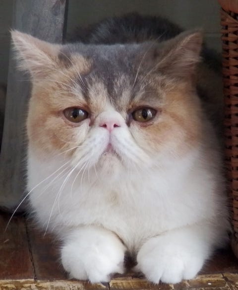 祝5歳 ぶちゃカワで大ブレイクした女優猫アリスのお仕事現場に潜入
