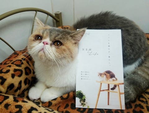 祝5歳 ぶちゃカワで大ブレイクした女優猫アリスのお仕事現場に潜入
