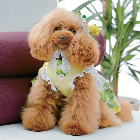 Dog, Canidae, Mammal, Dog breed, Toy Poodle, Puppy, Companion dog, Carnivore, Dog clothes, American cocker spaniel, 