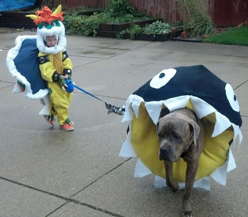 愛犬と楽しむコスプレ 18選