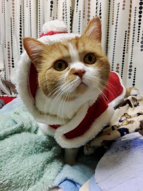 ふてニャンのcmでブレイク ふて顔の スター猫 春馬の 意外なプライベートをウォッチ