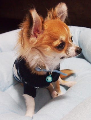 フラワーサロンのマスコット犬