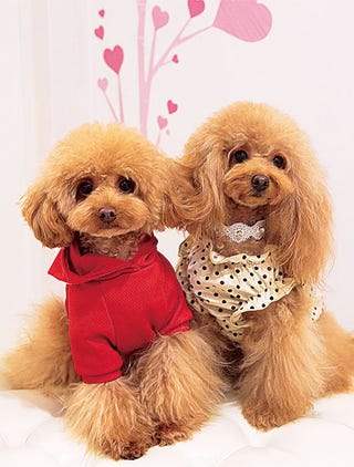 おしゃれな仲良し看板犬