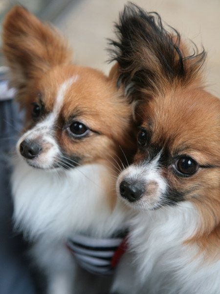 飼い主の期待を裏切らないリアクションを見せてくれるかわいい