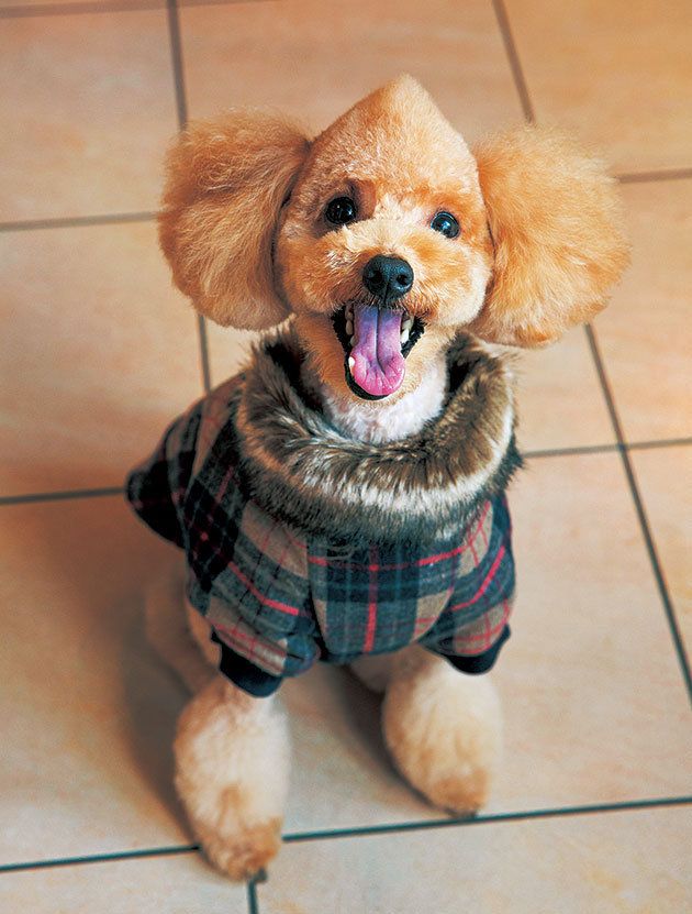 ポインセチア コスチューム 食べ物 侍 浴衣 ハスキー ポメラニアン 柴犬 01.jpg-extrasmall.jpg