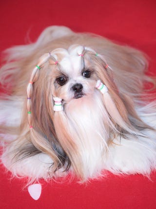 さまざまなチャンピオンに輝いた美犬
