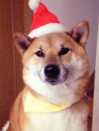 凛々しいイケメン犬