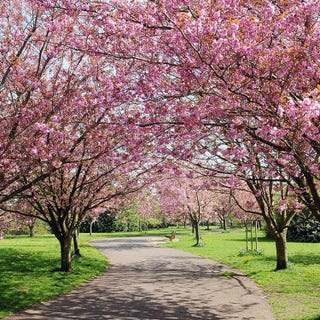 日英友好のシンボル イギリスに1000本の桜を寄贈へ