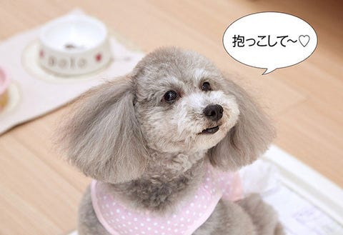 エレdogのお部屋拝見 和泉佳子さん ポロちゃん