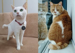スター猫になるために大切なこと