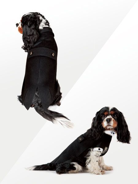 最新な エンポリオ・アルマーニの愛犬用のタキシード ジャケット・アウター