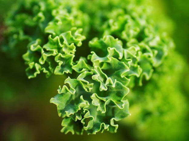 Green, Leaf, Plant, Flower, Leaf vegetable, Close-up, Lettuce, Macro photography, Vegetable, Photography, 