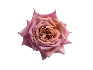 Pink 海外ウエディングのようにおしゃれでかっこいいピンクのアレンジ