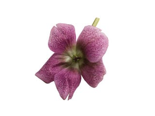 Pink 海外ウエディングのようにおしゃれでかっこいいピンクのアレンジ