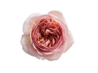 Pink 海外ウエディングのようにおしゃれでかっこいいピンクのアレンジ