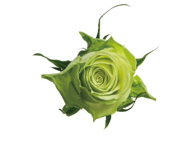 Green, Petal, Leaf, Flower, Colorfulness, Botany, Garden roses, Rose family, Flowering plant, Hybrid tea rose, 