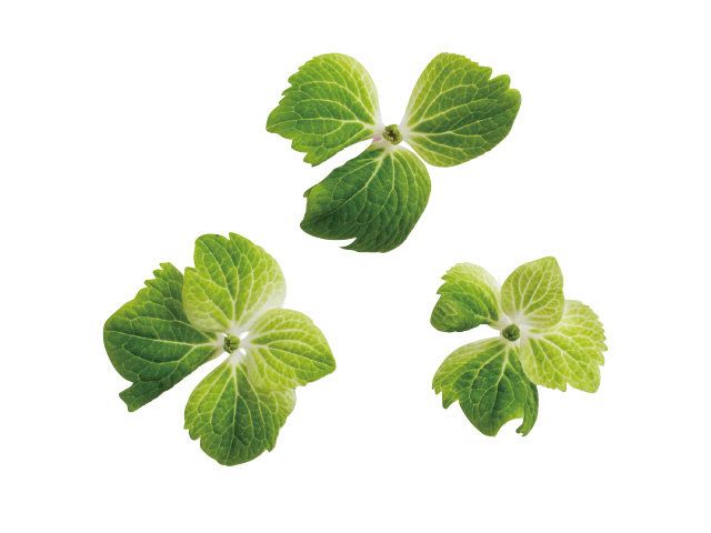 Green, Leaf, Herb, Annual plant, Graphics, Menispermaceae, 