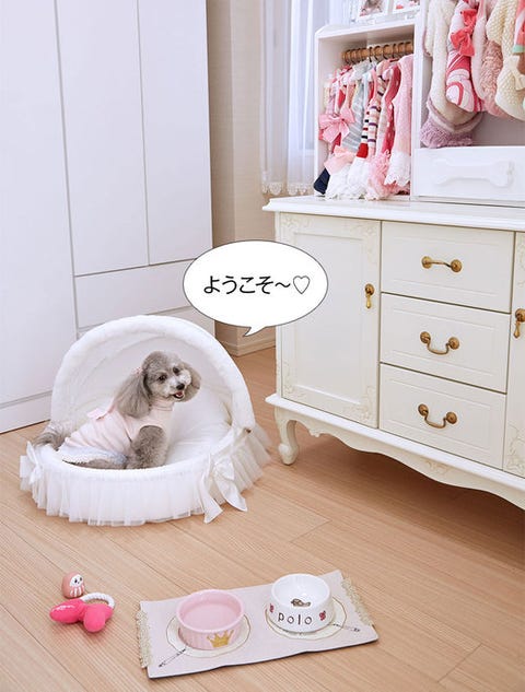 エレdogのお部屋拝見 和泉佳子さん ポロちゃん