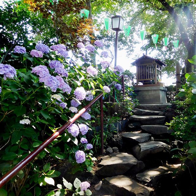 Plant, Stairs, Flower, Shrub, Purple, Garden, Street light, Lavender, Botany, Flowering plant, 