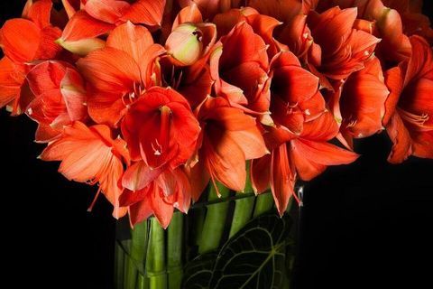 Flower, Orange, Plant, Flowering plant, Petal, Cut flowers, Gladiolus, Hippeastrum, Peach, natal lily, 