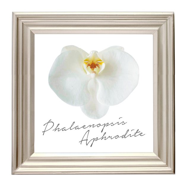 White, Picture frame, Yellow, Flower, Petal, Heart, Plant, Moth Orchid, Beige, Orchid, 