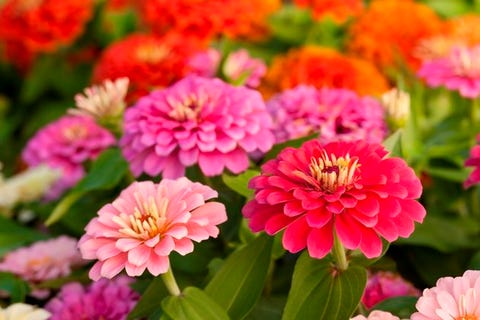 知らなかった あの花の意外な花言葉 Part2 知らなかった あの花の意外な花言葉 Part2