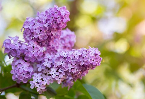 知らなかった あの花の意外な花言葉 Part2