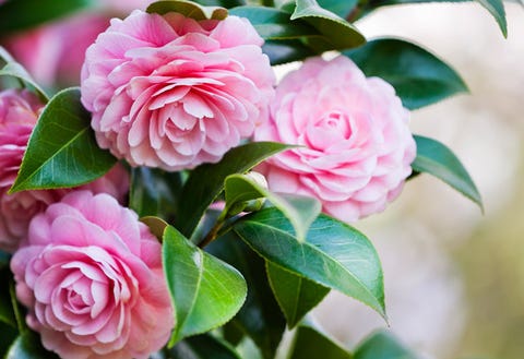 知らなかった あの花の意外な花言葉 Part3 知らなかった あの花の意外な花言葉 Part3