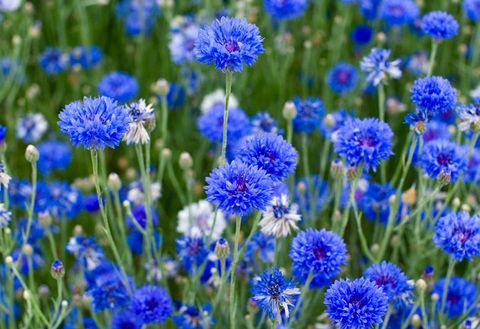 Flower, Flowering plant, Blue, Plant, Wildflower, Lavender, Spring, Herbaceous plant, Annual plant, Bellflower family, 