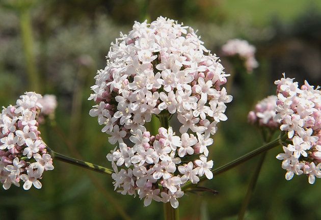 知らなかった！あの花の意外な花言葉 Part4