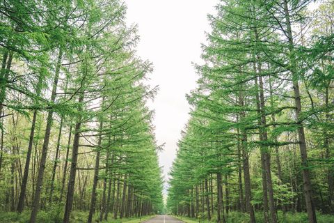 Tree, Forest, Tropical and subtropical coniferous forests, Spruce-fir forest, Natural environment, Old-growth forest, Green, oregon pine, Temperate broadleaf and mixed forest, Nature, 