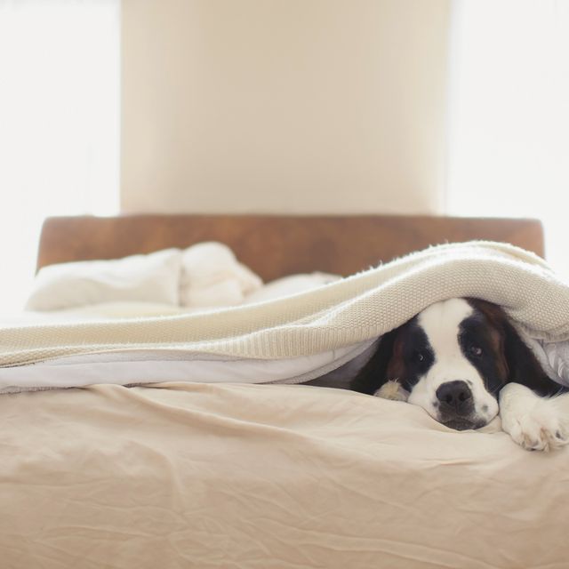 Bed sheet, Bedding, Comfort, Room, Furniture, Bed, Canidae, Linens, Bedroom, Companion dog, 