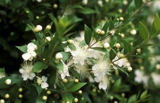 ロイヤルファミリーが必ずウエディングブーケに入れる花材は