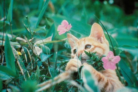 2月22日は猫の日 愛猫家がキュンキュンする映画10選