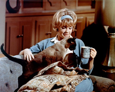 2月22日は猫の日 愛猫家がキュンキュンする映画10選