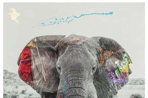 Elephant, Elephants and Mammoths, Indian elephant, African elephant, Terrestrial animal, Wildlife, Snout, Organism, Adaptation, Illustration, 