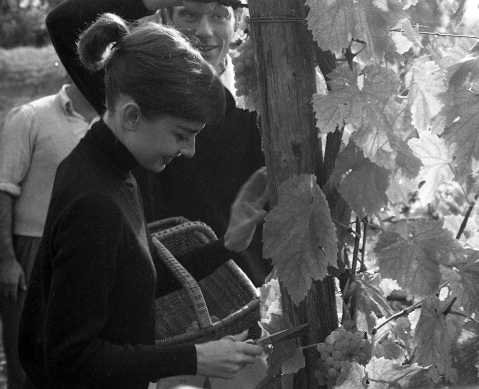 Black-and-white, Monochrome photography, Leaf, Tree, Monochrome, Adaptation, Photography, Plant, Stock photography, Style, 