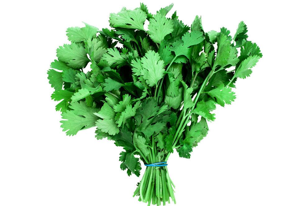 Leaf, Plant, Parsley, Leaf vegetable, Flower, Herb, Chervil, Vegetable, Culantro, Coriander, 