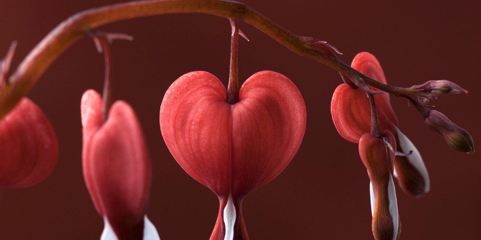 Heart, Red, Pink, Organ, Plant, Flower, Branch, Botany, Leaf, Close-up, 