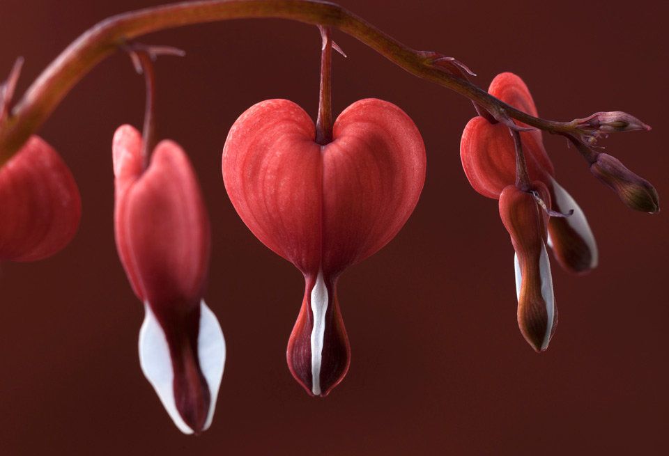 Heart, Red, Pink, Organ, Plant, Flower, Branch, Botany, Leaf, Close-up, 