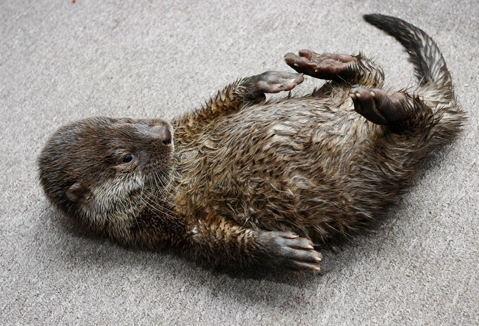 Organism, Terrestrial animal, Sea otter, Wildlife, Claw, Fur, Marine mammal, Three-toed sloth, Hare, 