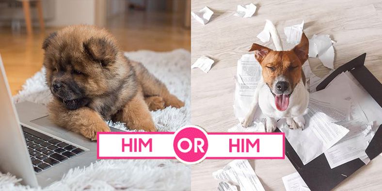 どっちの子犬が好きですか 世界一難しい選択 Part 2