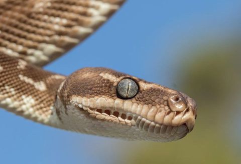 Reptile, Snake, Serpent, Scaled reptile, Boa, Python family, Boa constrictor, Python, Terrestrial animal, Rattlesnake, 