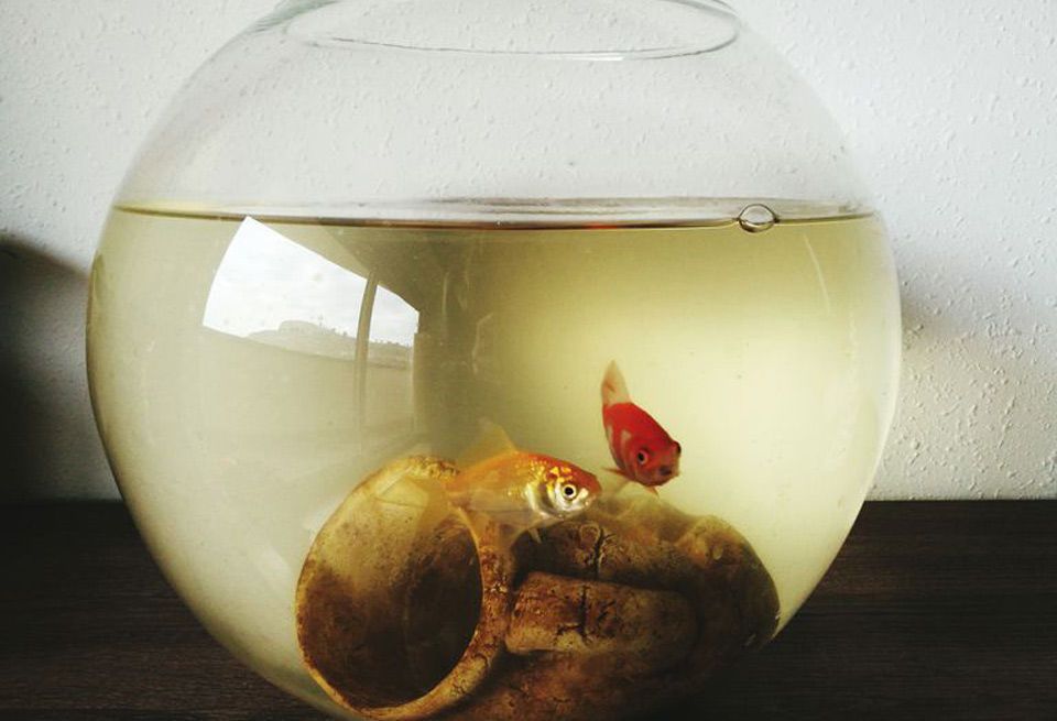Glass, Goldfish, Artifact, Still life photography, Egg, 