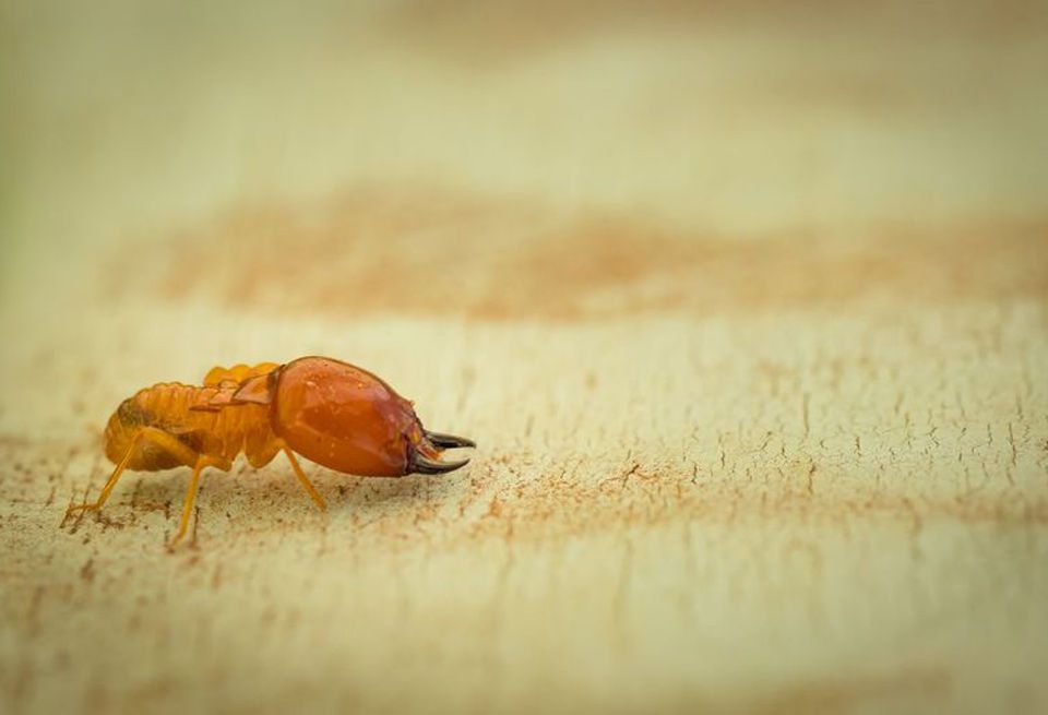 Insect, Pest, Drosophila melanogaster, Macro photography, Ant, Invertebrate, Amber, Close-up, Termite, Photography, 